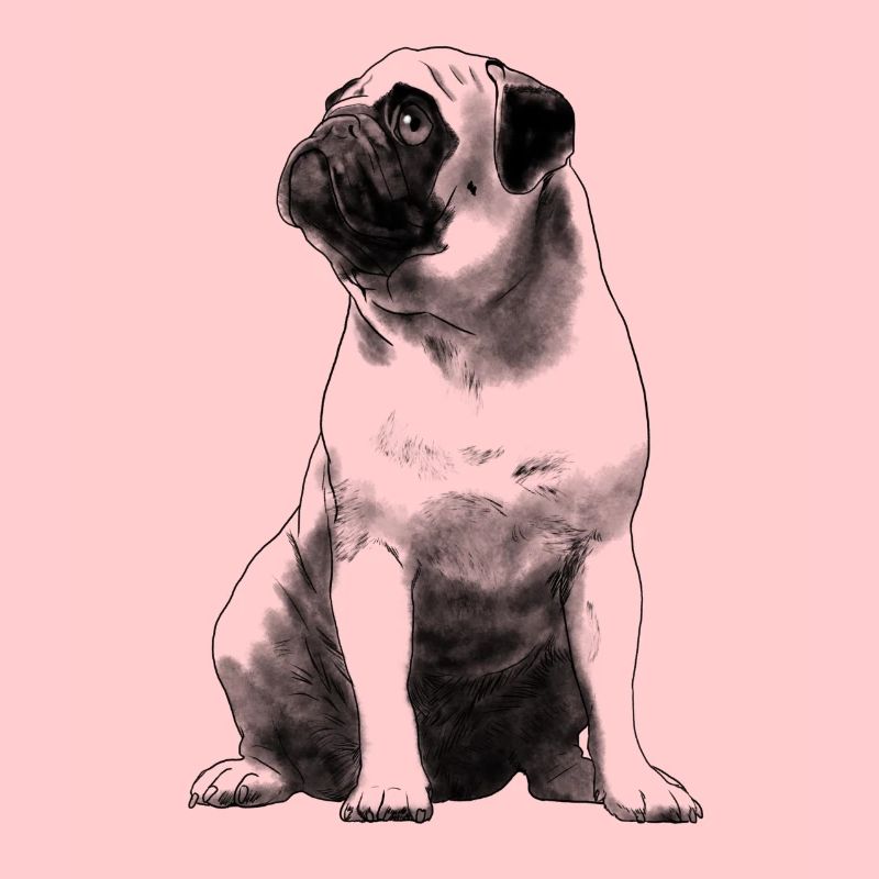 Sitzender Mops Hund
