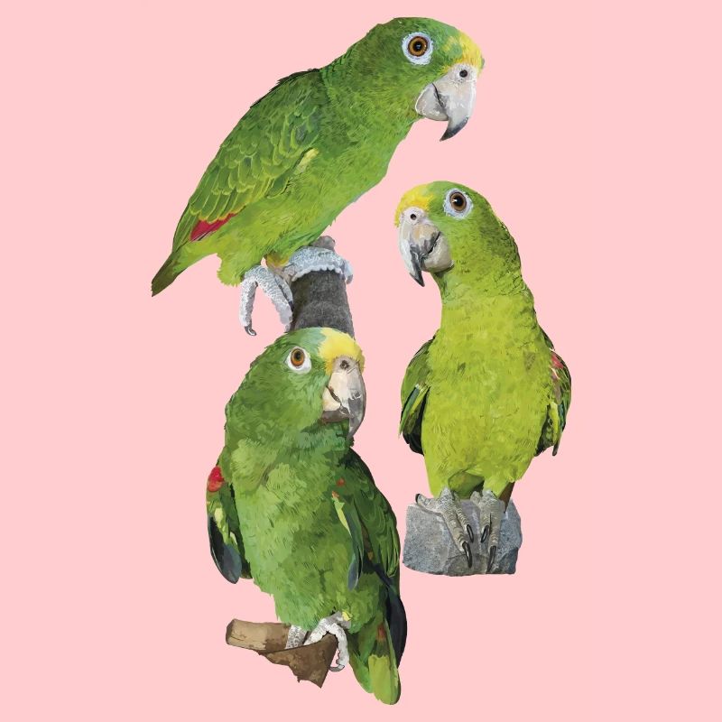 Der Amazonas-Königspapagei