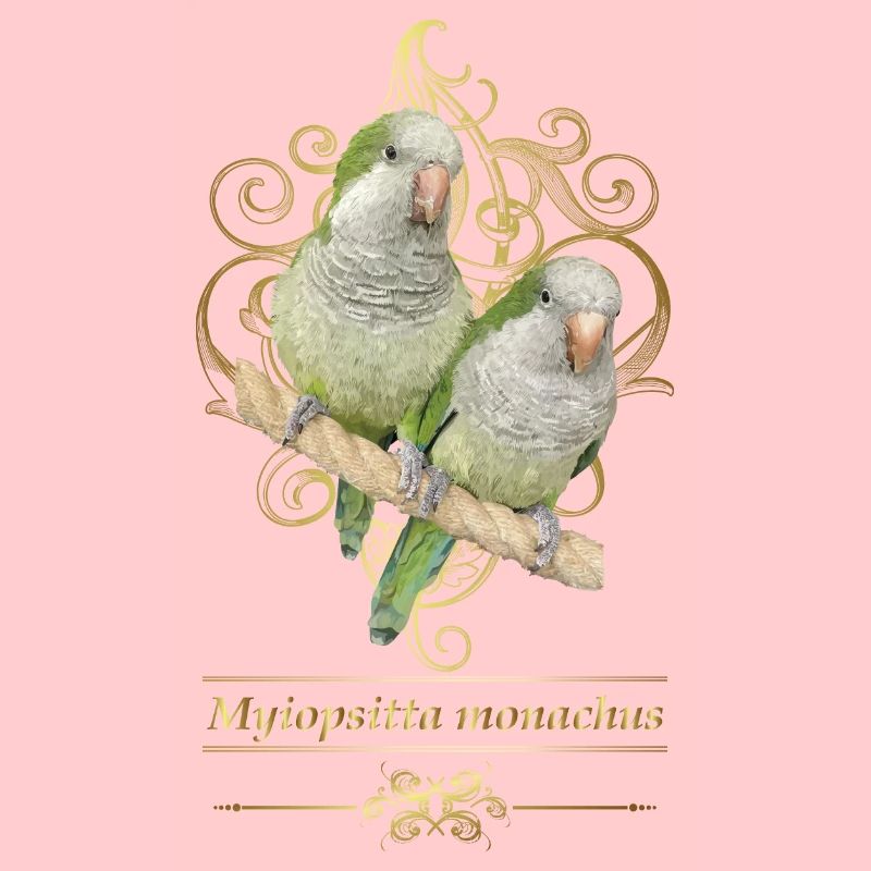 Argentine Parakeet