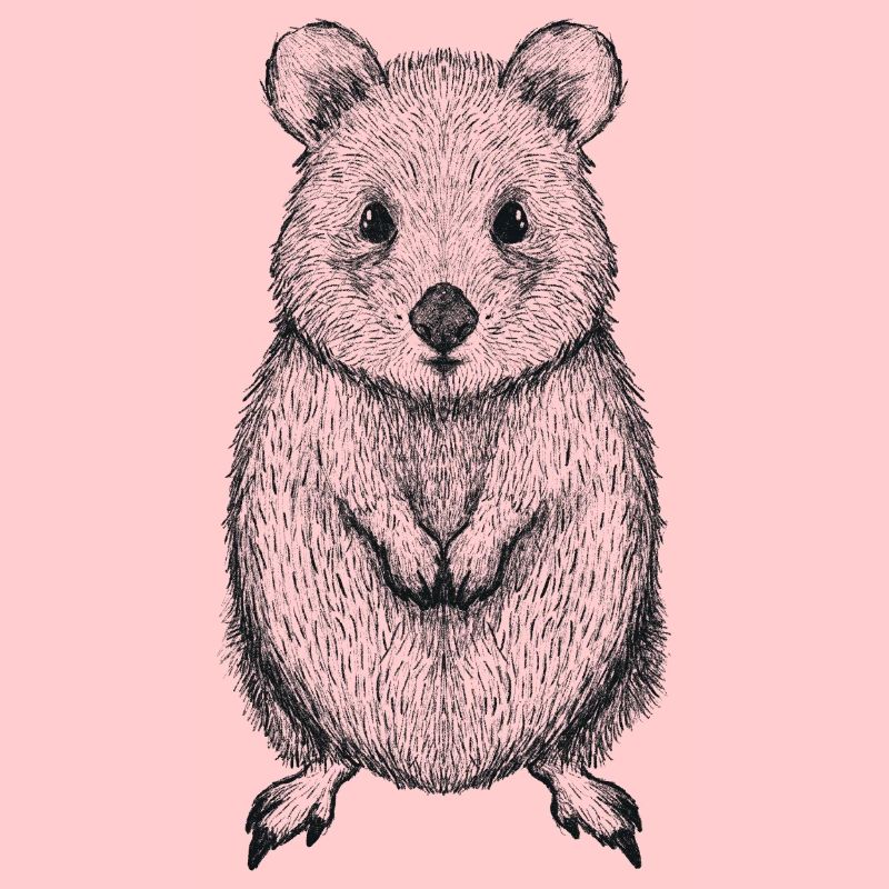 Cute Quokka