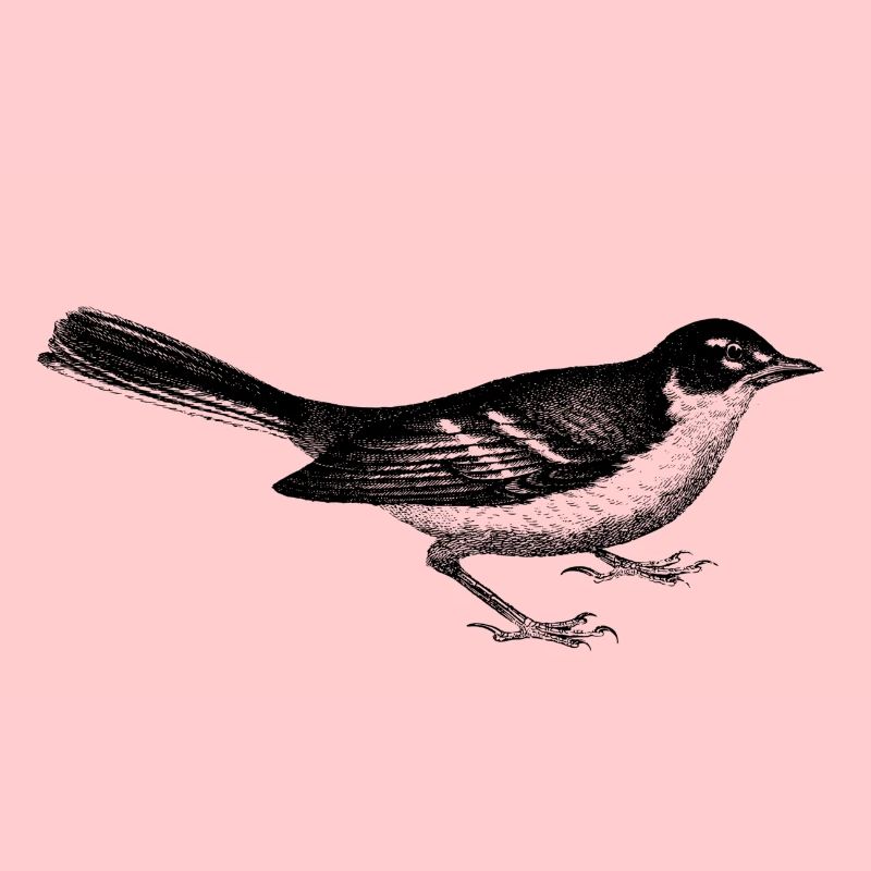 oiseau