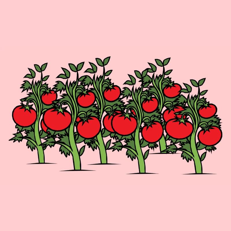 Des tomates sur l’arbuste. Idée de cadeau