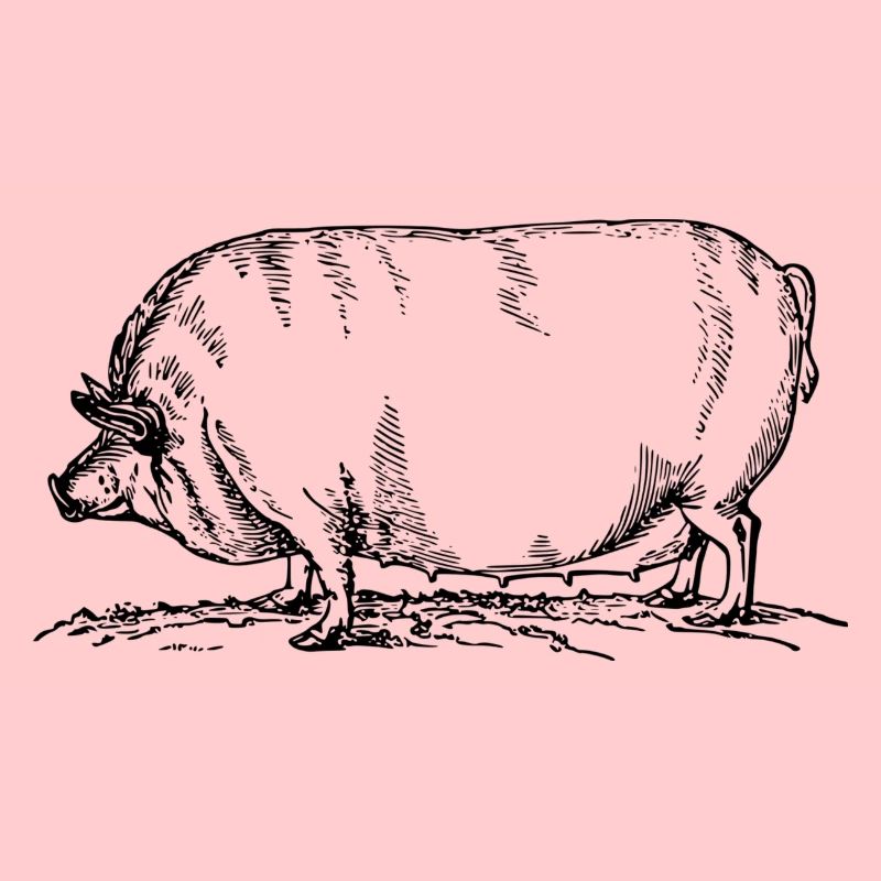 Sau