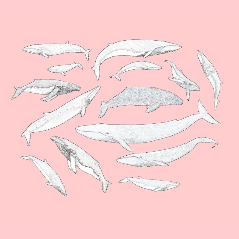 Baleines - Baleines - Baleines