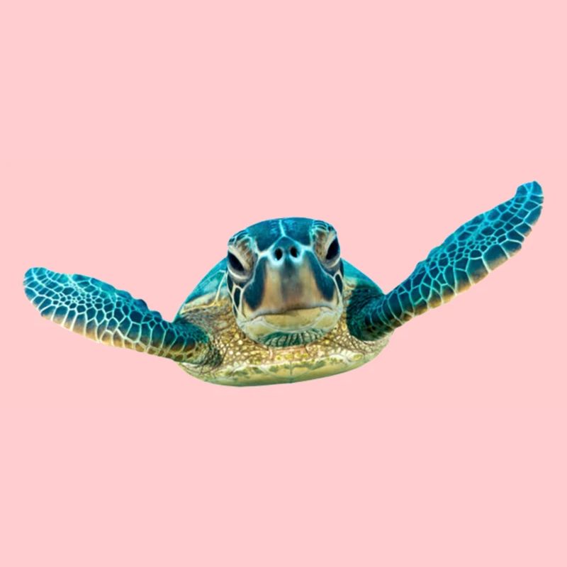 turtle tortoise animals animals10