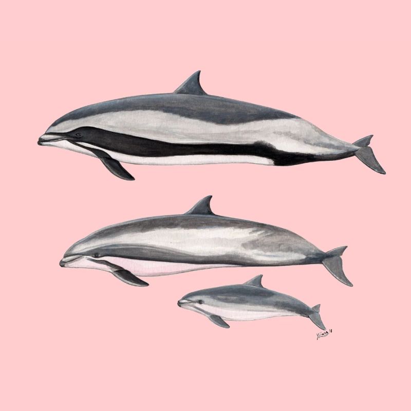 dauphin de Fraser - Dauphin Fraser - Dauphin