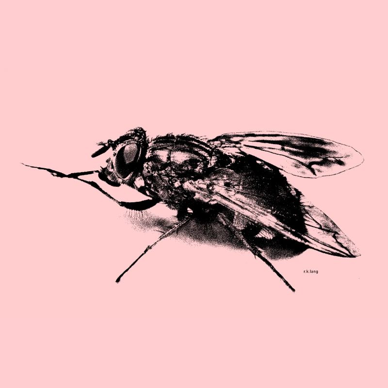 Die Fliege