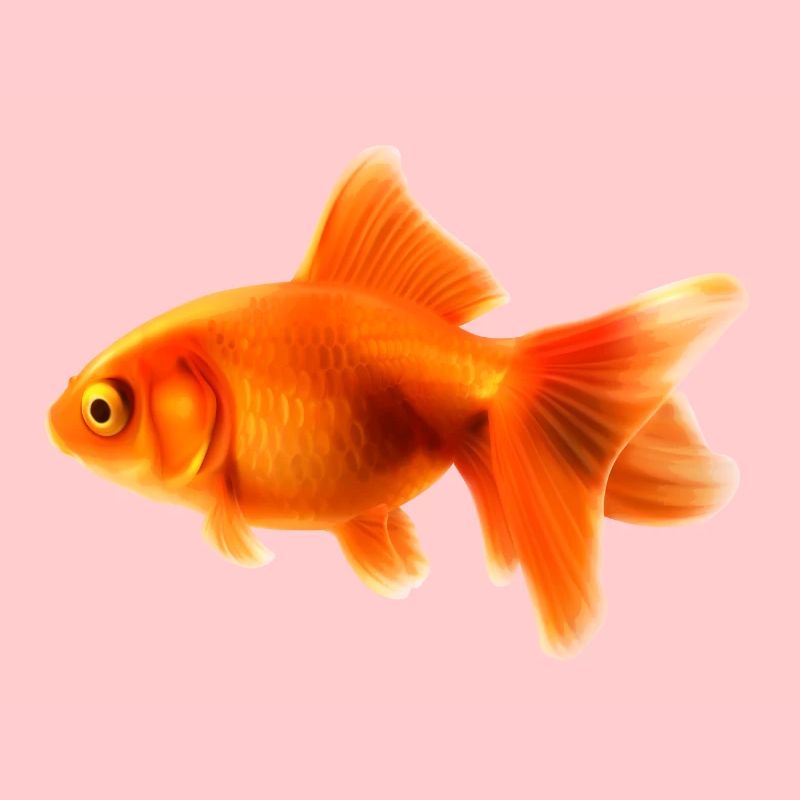 goldfish