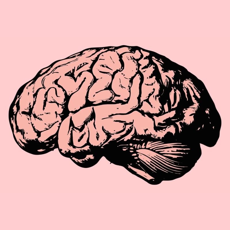 brain
