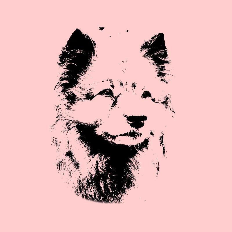 Wolfsspitz Hunderasse