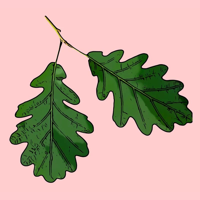 Eichenblatt Eichen Blatt