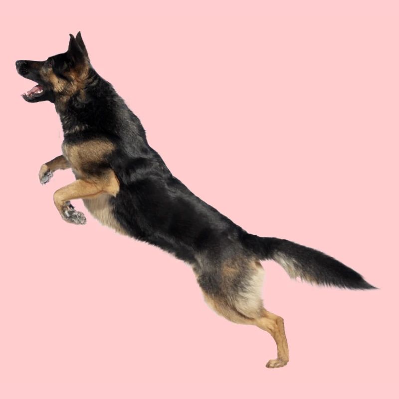 Deutscher Schäferhund springt