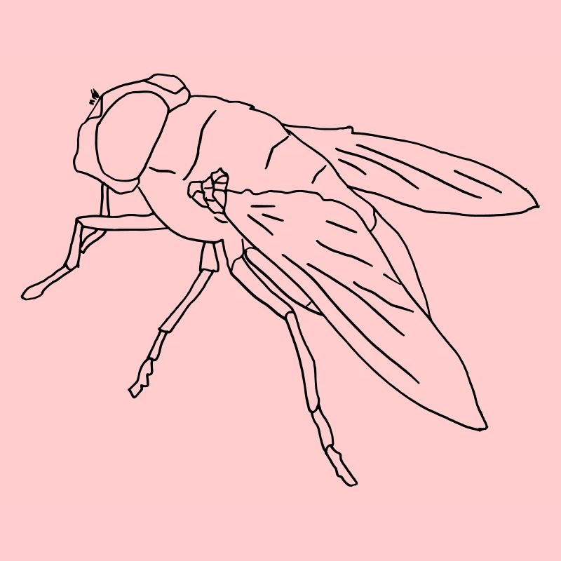 Fly fly Giant fly