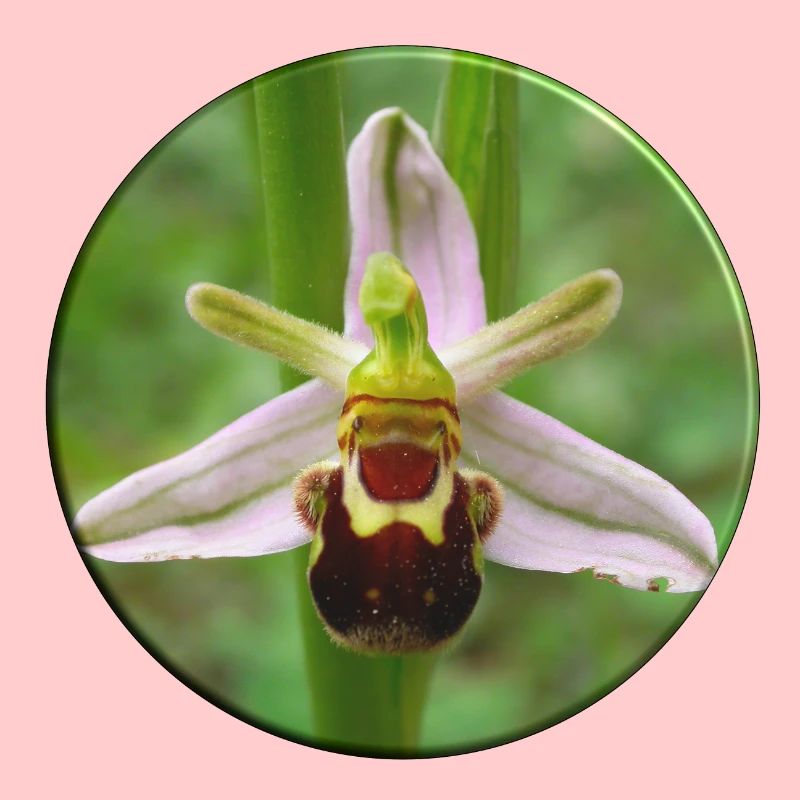 L’orchidée abeille est une orchidée indigène