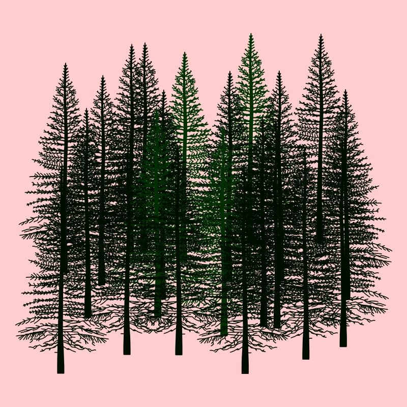 Fir Autumn October Winter Nature Wilderness Environment