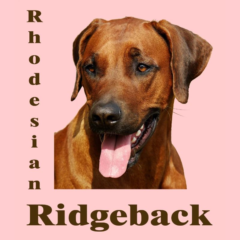 Rhodesian Ridgeback