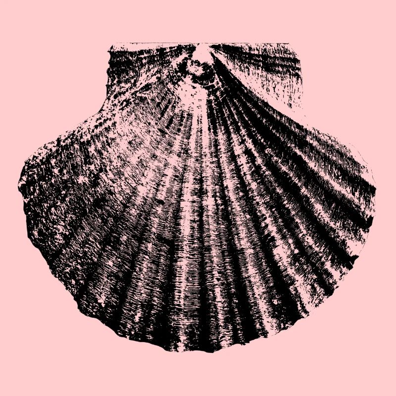 Scallop St. James Way