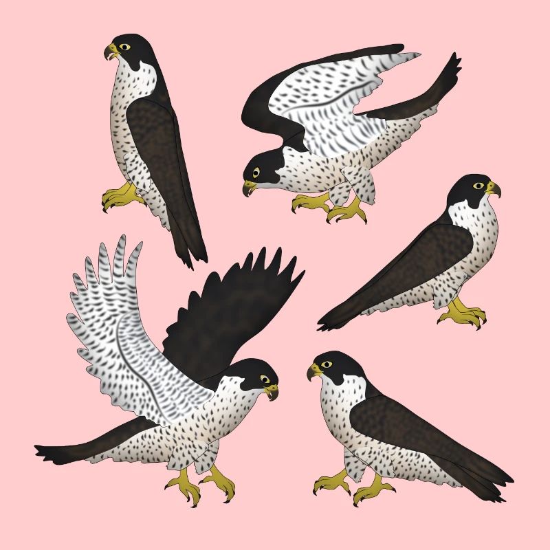 Faucon pèlerine Sélection