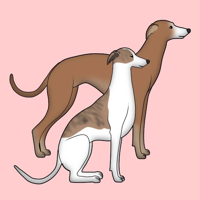 Zwei Whippets