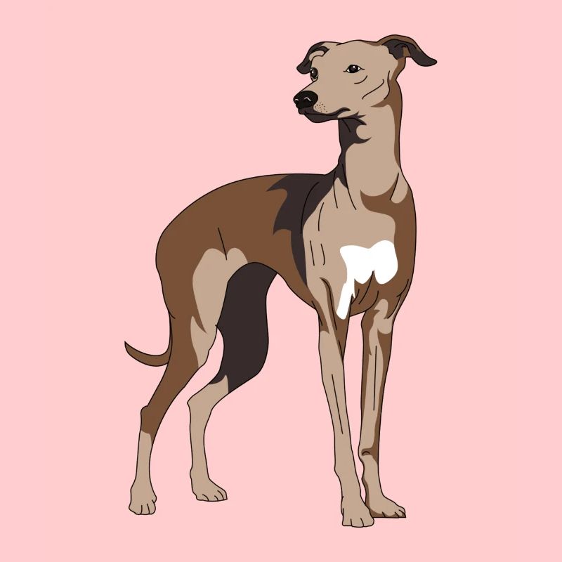 Greyhound, galgo, greyhounds