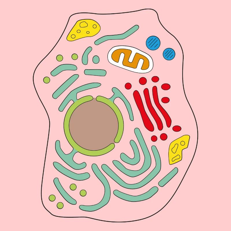 Cellule