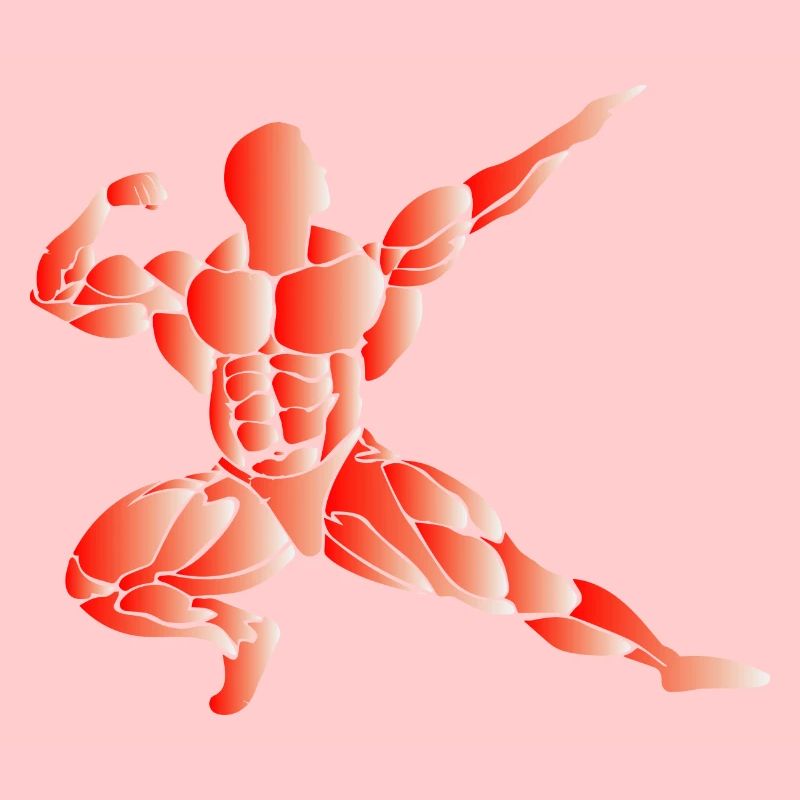 Musculation