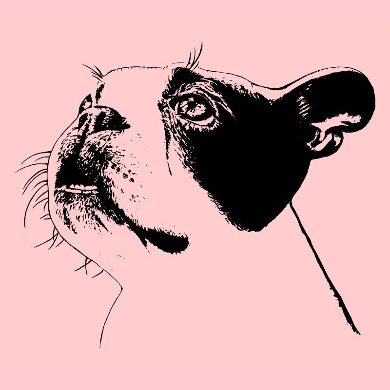 Boston Terrier