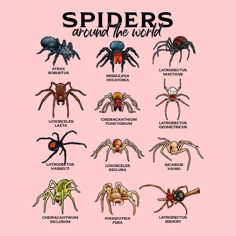 Araignées dans le monde - Araignées
