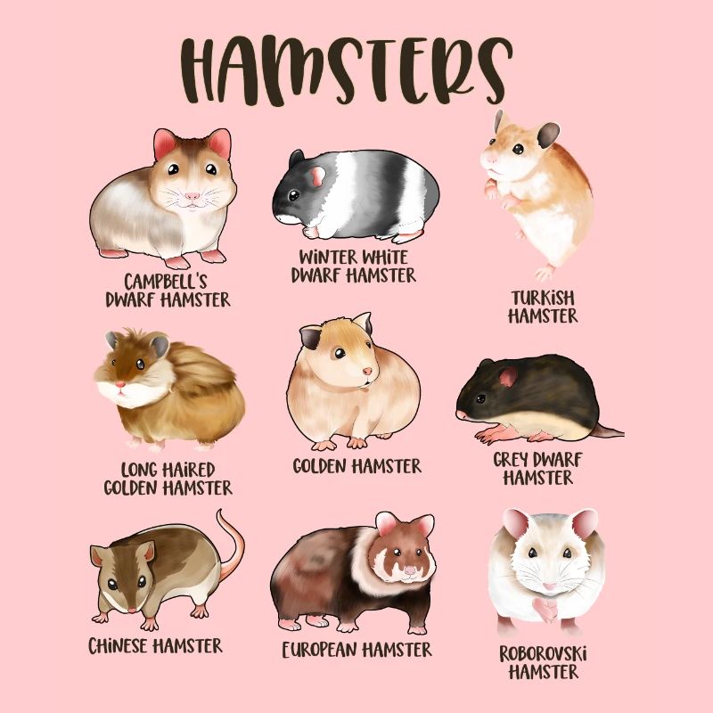 Beaucoup de hamsters différents