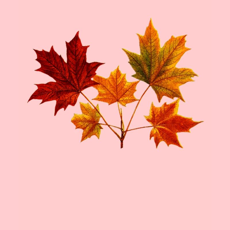 Feuille d'érable feuille d'érable
