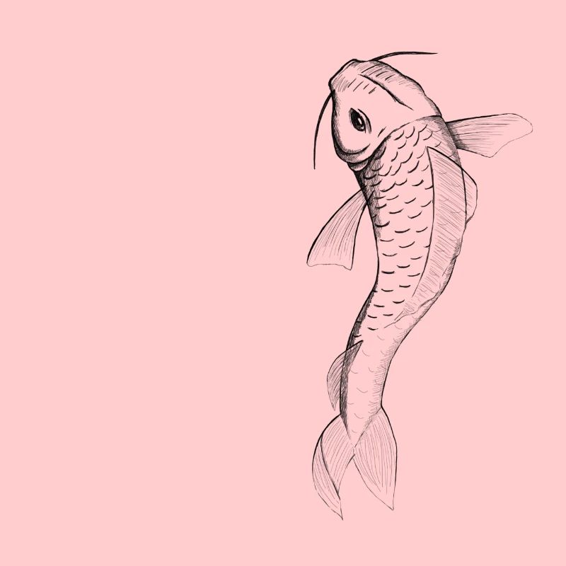 Koi