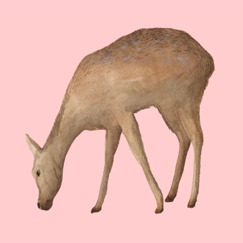 Roe deer