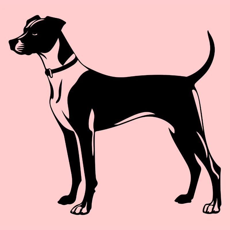 Whippet Dog