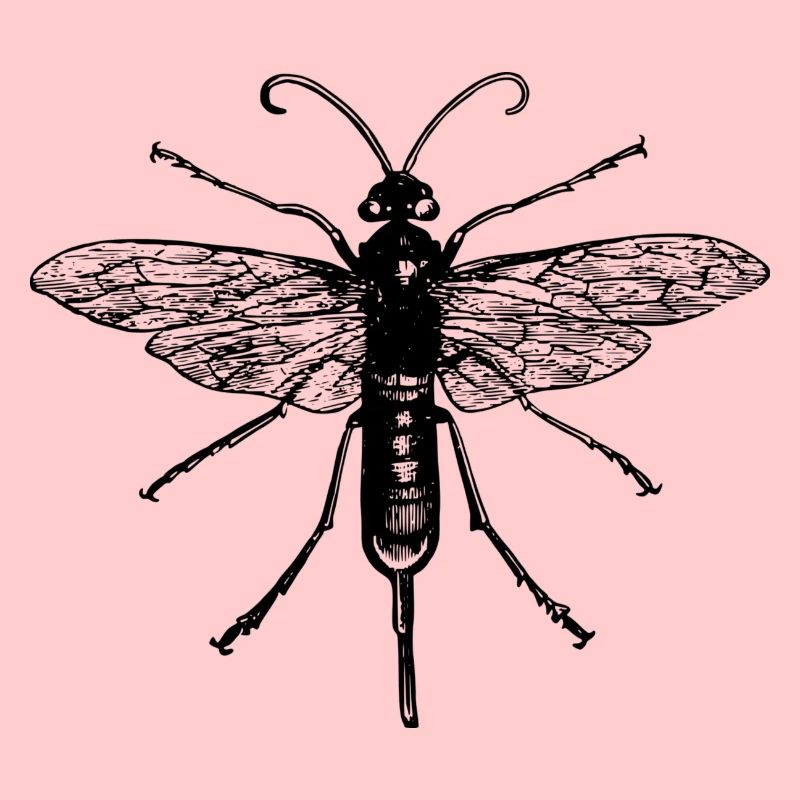 insecte