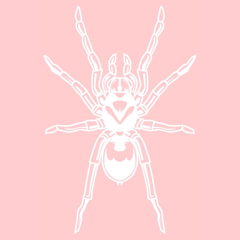 Spider Tarantula Tarantula