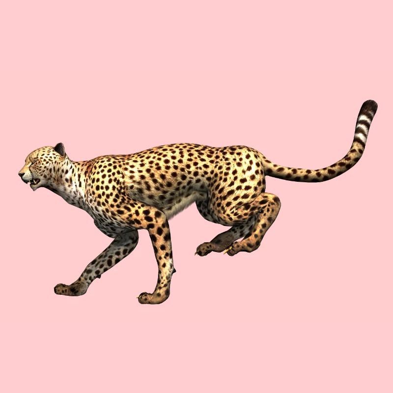 Guépard - Léopard à la course