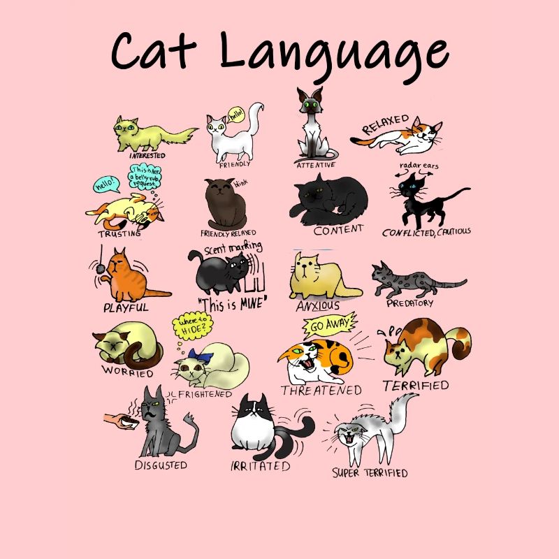 Langue de chat