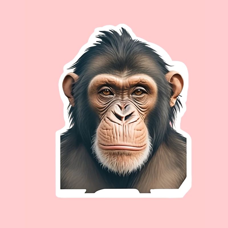 Chimpanzee