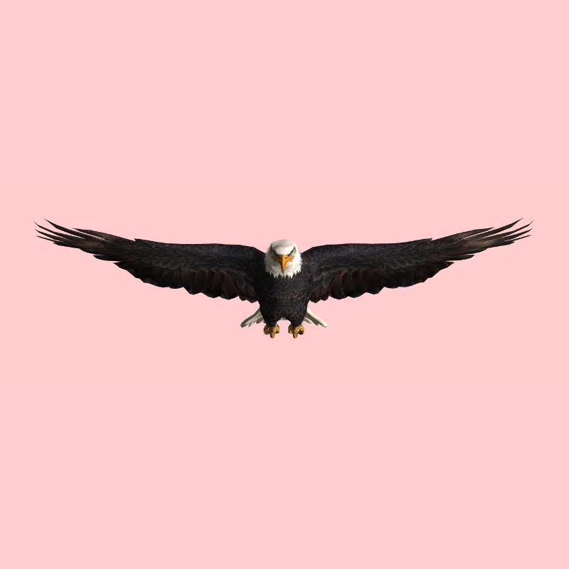 Seeadler Greifvogel Adler