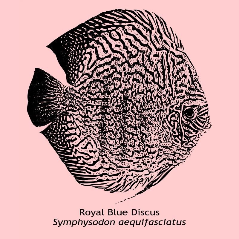 Diskus Royal Blue Wattley Poisson Amazonas Aquarium