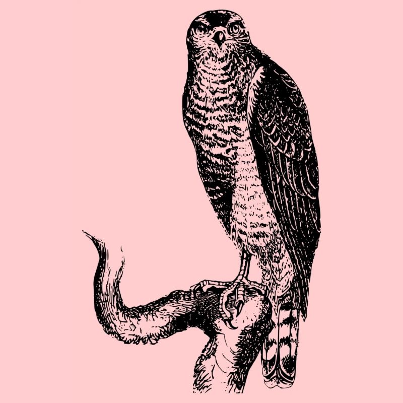 hawk