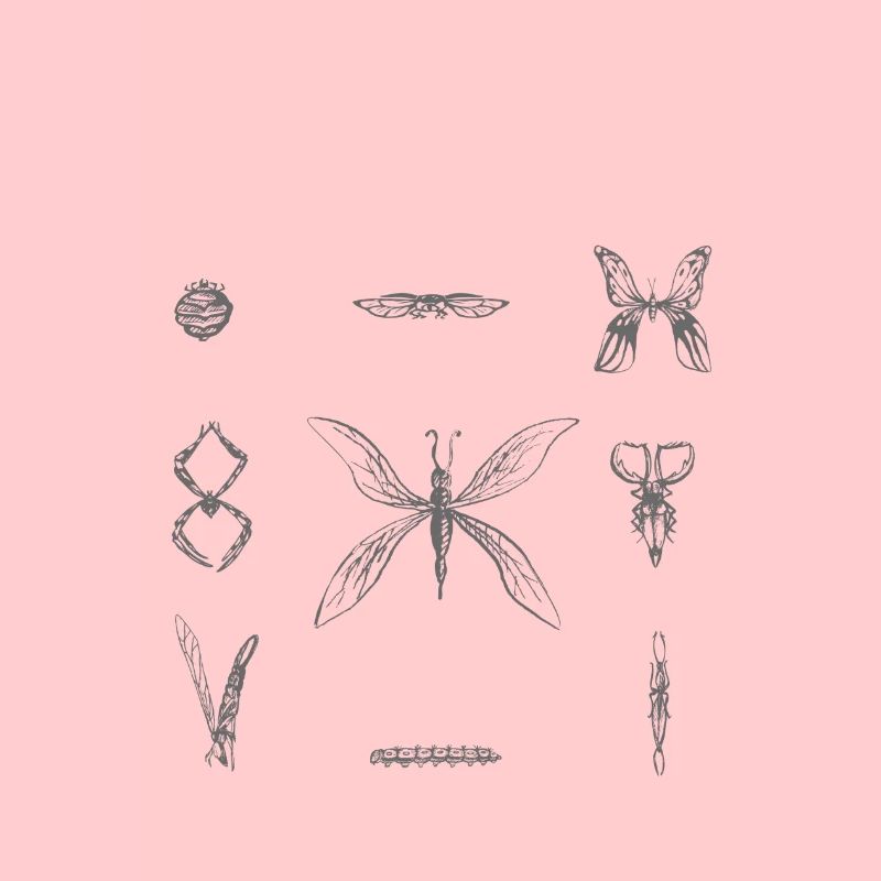 insectes