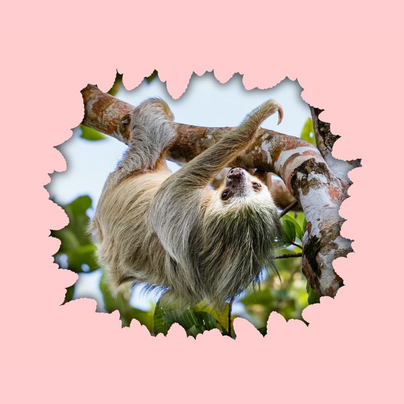 Two-toed Sloth Hanging in a Tree