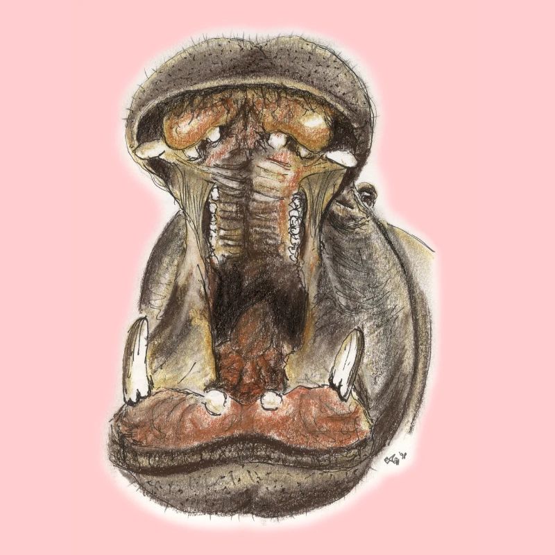Flusspferd Hippo Maul Illustration