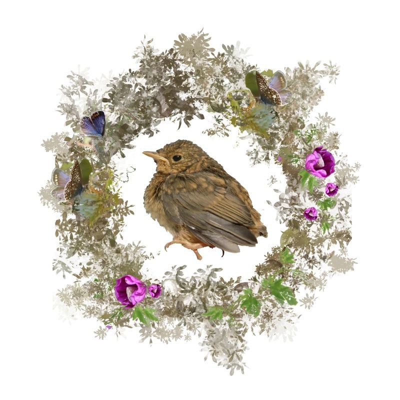 Robin aux fleurs délicates et aux bleus