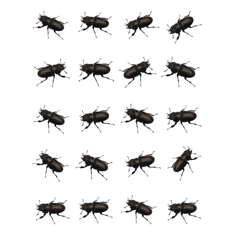 Stag Pattern
