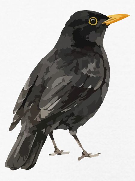 Amsel Vogel