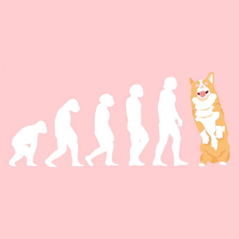 Dog Evolution Corgi