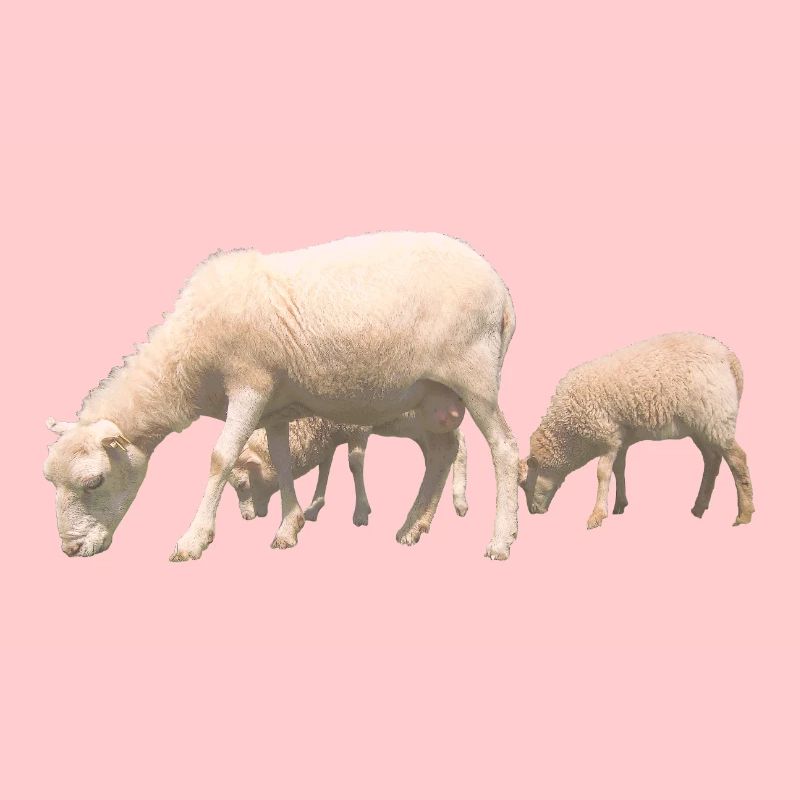 sheep