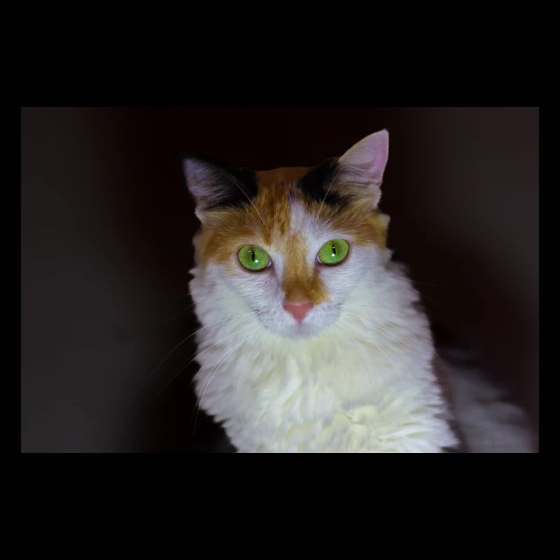 le chat au doux regard